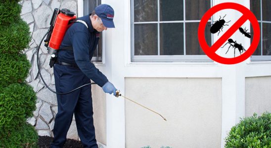 Dernekpazarı Karınca İlaçlama böcek ilaçlama ve haşere kontrolü — ilaclama-tr.com